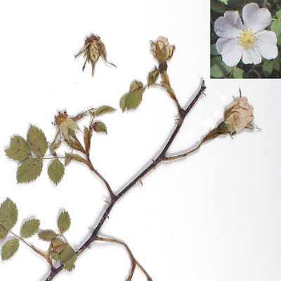 Herbari de la Universitat de Barcelona (BCN)