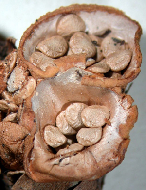 Col·lecció de fongs