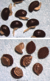 Col·lecció de fruits i llavors