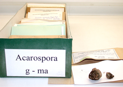 Col·lecció líquens