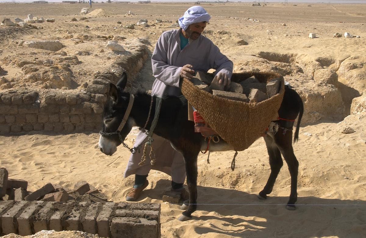 El millor amic de l’home El millor amic de l’home