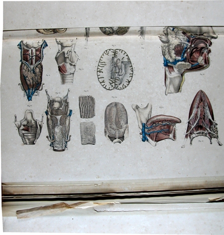 Bourgery, J. M. (Jean Marc), 1797-1849. [Anatomie élémentaire ...]