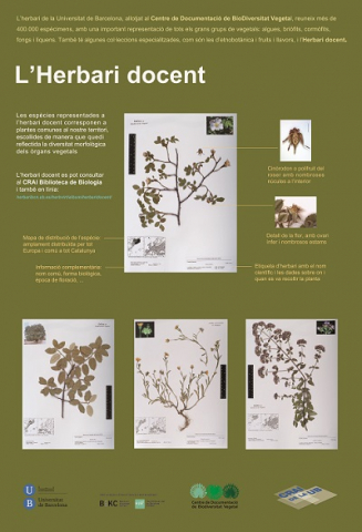 Pòster herbari docent