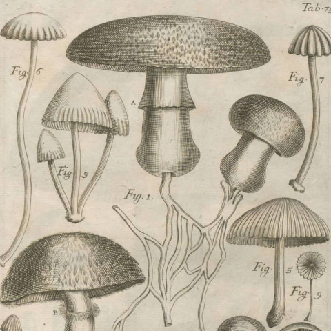 Incorporació de llibres de Botànica al fons del CRAI Biblioteca de Fons Antic