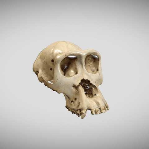 Digitalització 3D del fons Sabater Pi: innovació acadèmica i nous horitzons