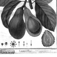 El CRAI Biblioteca de Biologia a Exponatura 2015