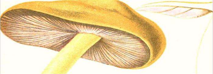 Les champignons de la France