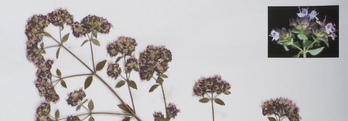 Origanum vulgare L. - Loc.: Casserres. Berguedà. Rec.: Guàrdia, R. BCN-D 209 © CeDoCBiV