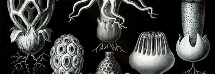 Làmina de Kunstformen der Natur (Wikipedia)