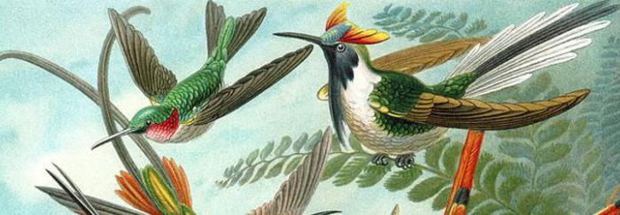 Làmina de Kunstformen der Natur (Wikipedia)