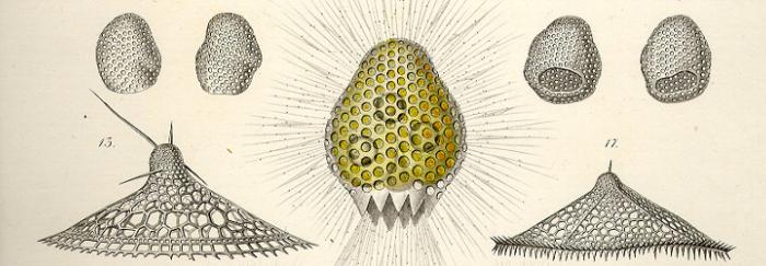 Làmina de Die radiolarien (Wikipedia)