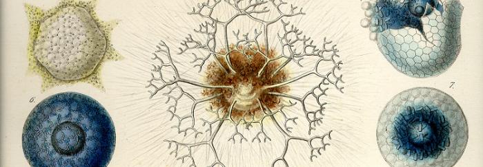Làmina de Die radiolarien (Wikipedia)